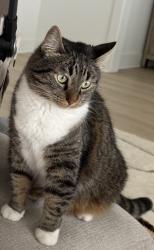 Lost Female Cat last seen Breakfast Point East, Panama City Beach, FL 32407
