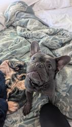 Lost Male Dog last seen Washington & Durango, Las Vegas, NV 89128