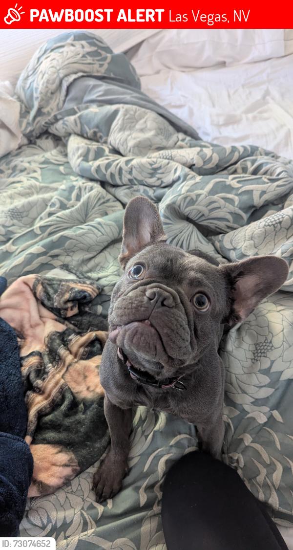 Lost Male Dog last seen Washington & Durango, Las Vegas, NV 89128