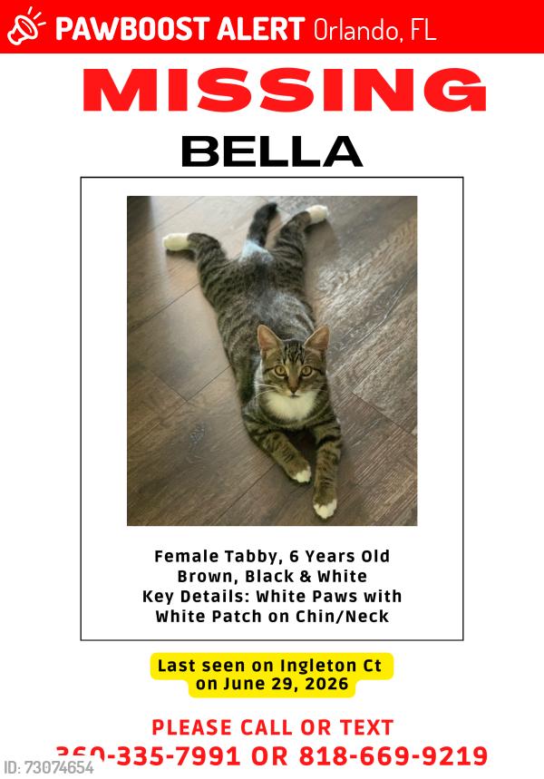 Lost Female Cat last seen Ingleton Court & Wickham Way, Orlando, FL 32836
