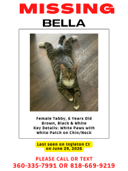 Lost Female Cat last seen Ingleton Court & Wickham Way, Orlando, FL 32836