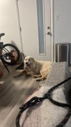 Found/Stray Male Dog last seen Charlotte street, Asheville, NC 28801