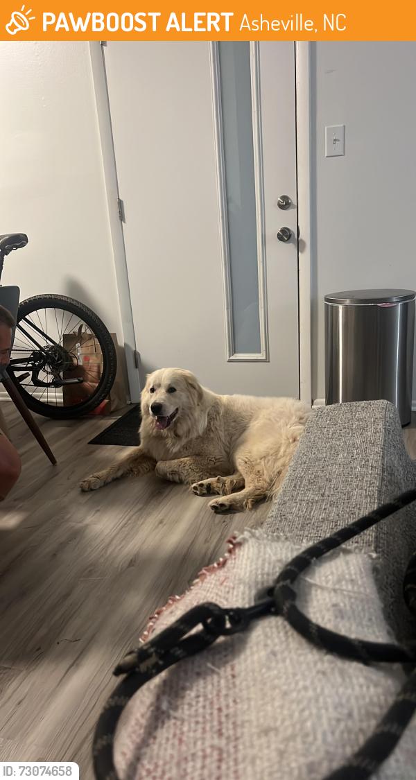 Found/Stray Male Dog last seen Charlotte street, Asheville, NC 28801