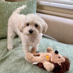 Found/Stray Male Dog last seen Near S Elwood Ave, Tulsa, OK 74119,, Tulsa, OK 74119