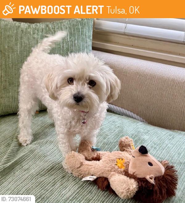 Found/Stray Male Dog last seen Near S Elwood Ave, Tulsa, OK 74119,, Tulsa, OK 74119