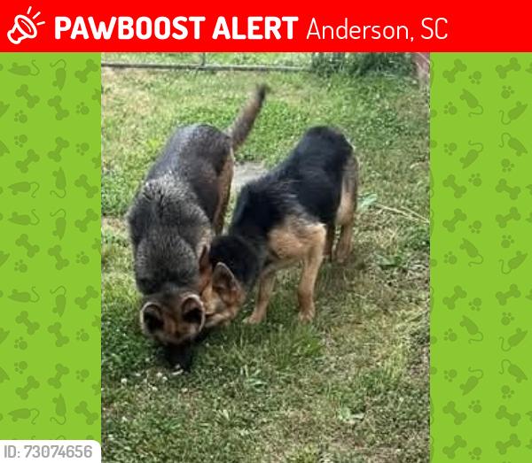 Lost Male Dog last seen Tanglewood dr, Anderson, SC 29621