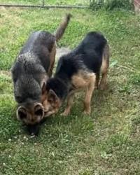 Lost Male Dog last seen Tanglewood dr, Anderson, SC 29621