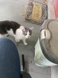 Found/Stray Female Cat last seen 165th & Jackson Ave, Hammond In, Hammond, IN 46324