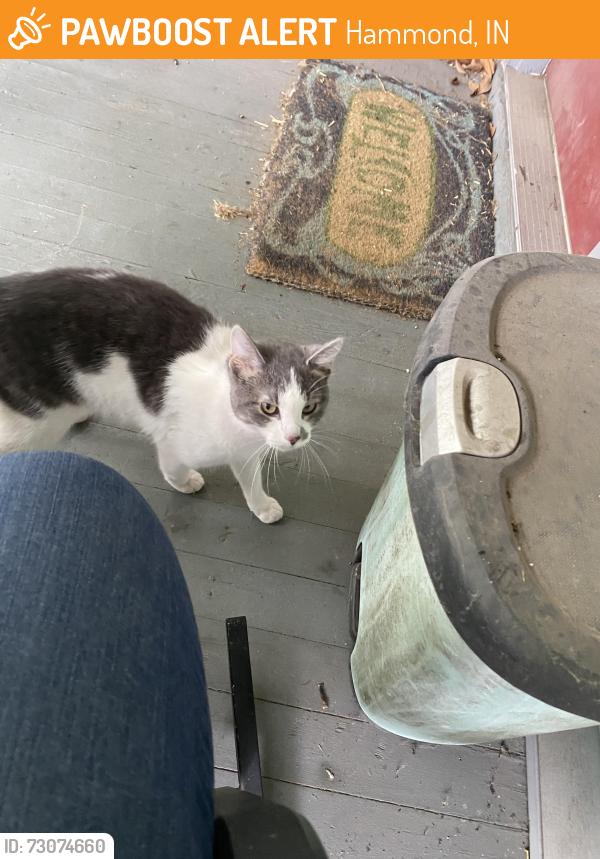 Found/Stray Female Cat last seen 165th & Jackson Ave, Hammond In, Hammond, IN 46324