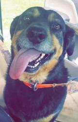 Lost Female Dog last seen Cold springs road, Concord, NC 28025