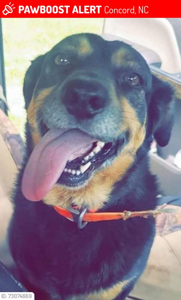 Lost Female Dog last seen Cold springs road, Concord, NC 28025
