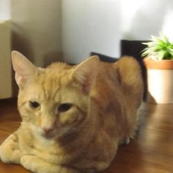 Reunited Male Cat last seen Marlboro Village, Milton, FL 32570