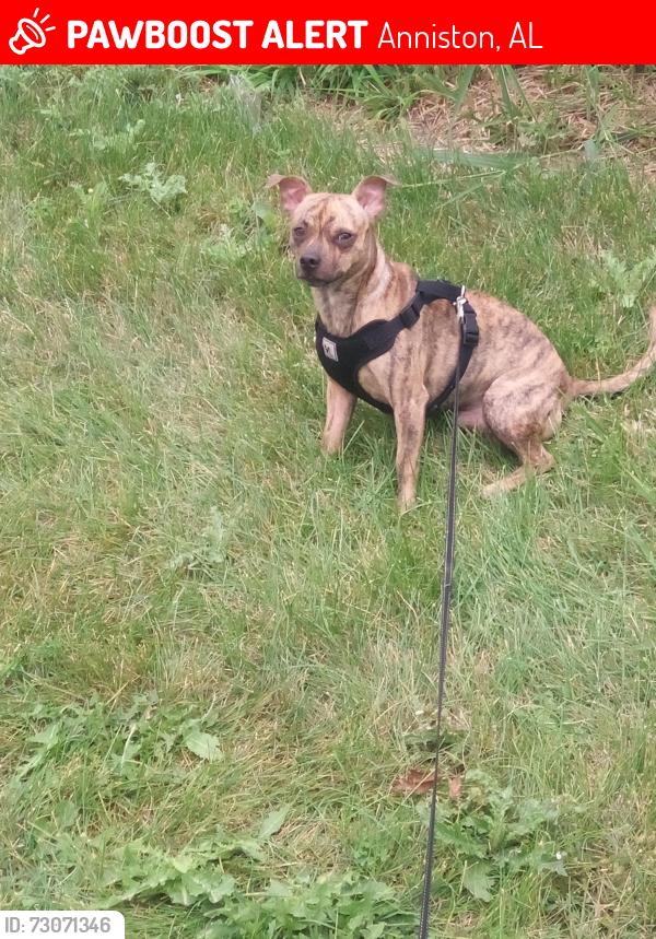 Lost Male Dog last seen Near parkwin ave Anniston al, Anniston, AL 36201