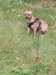 Lost Male Dog last seen Near parkwin ave Anniston al, Anniston, AL 36201