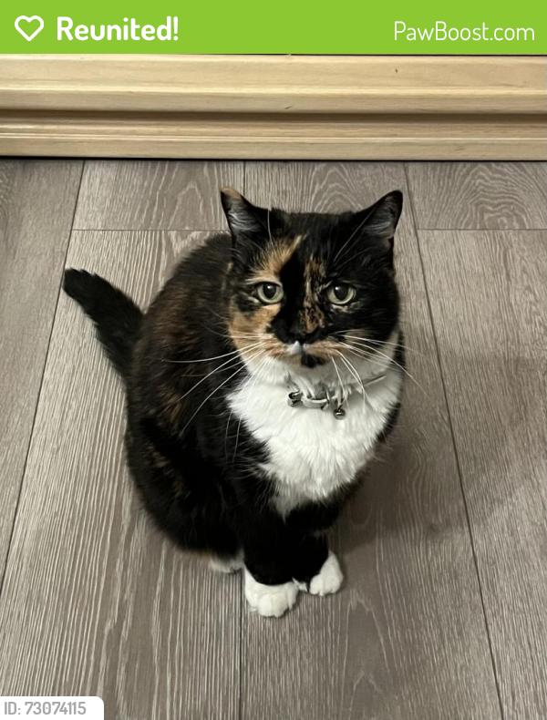 Reunited Female Cat last seen Route 35 South, Lavallette, NJ 08735