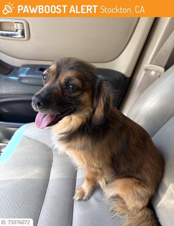 Found/Stray Male Dog last seen Acacia and Yosemite , Stockton, CA 95203