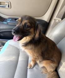 Found/Stray Male Dog last seen Acacia and Yosemite , Stockton, CA 95203