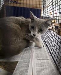 Shelter Stray Male Cat last seen , 957 N Gaffey St, San Pedro, CA 90731, USA