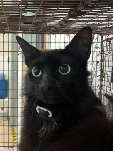 Shelter Stray Female Cat last seen , 957 N Gaffey St, San Pedro, CA 90731, USA