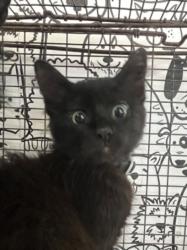 Shelter Stray Female Cat last seen , 957 N Gaffey St, San Pedro, CA 90731, USA