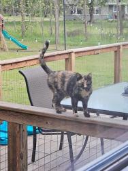 Lost Female Cat last seen North of the Dorr Moose Lodge, Dorr, MI 49323