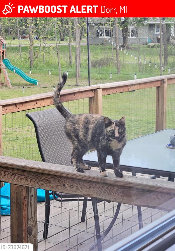 Lost Female Cat last seen North of the Dorr Moose Lodge, Dorr, MI 49323