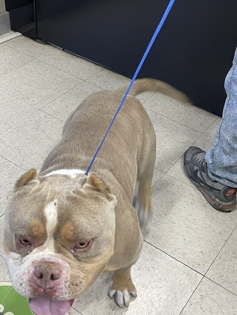 Shelter Stray Male Dog last seen MOWRY, 16 Barnes Ct, Hayward, CA 94544, USA