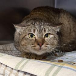 Shelter Stray Female Cat last seen E SAHARA AVE & BURNHAM AVE, 655 N Mojave Rd, Las Vegas, NV 89101, USA