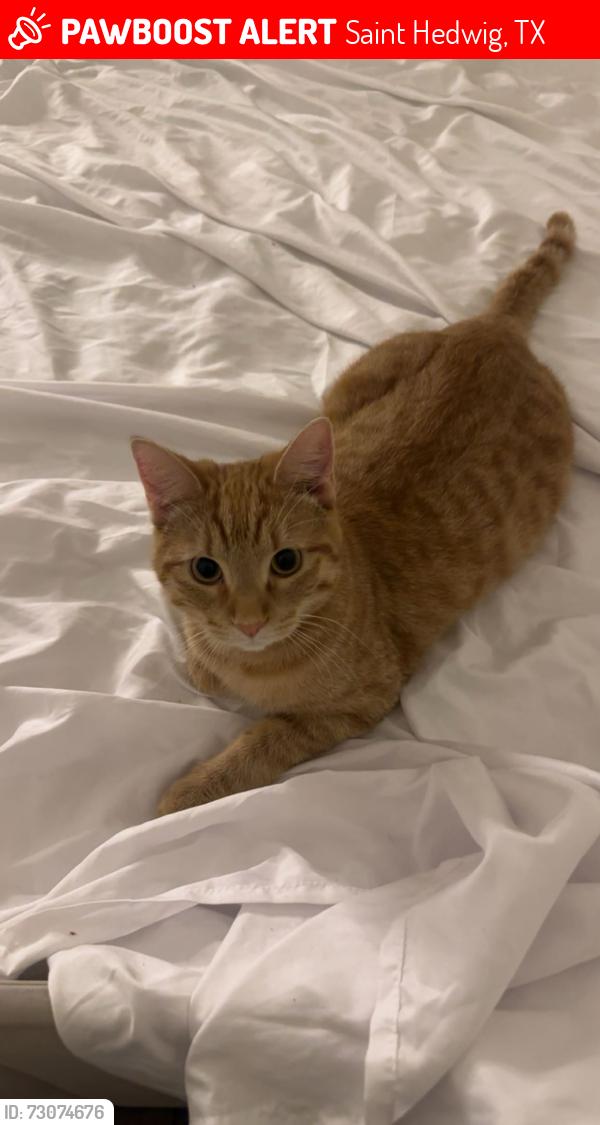 Lost Male Cat last seen Near firefly hills, Saint Hedwig, TX 78152