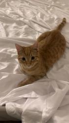 Lost Male Cat last seen Near firefly hills, Saint Hedwig, TX 78152
