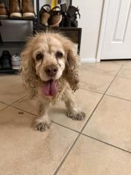 Found/Stray Female Dog last seen Auchmull st in the Calgary community, Henderson, NV 89044