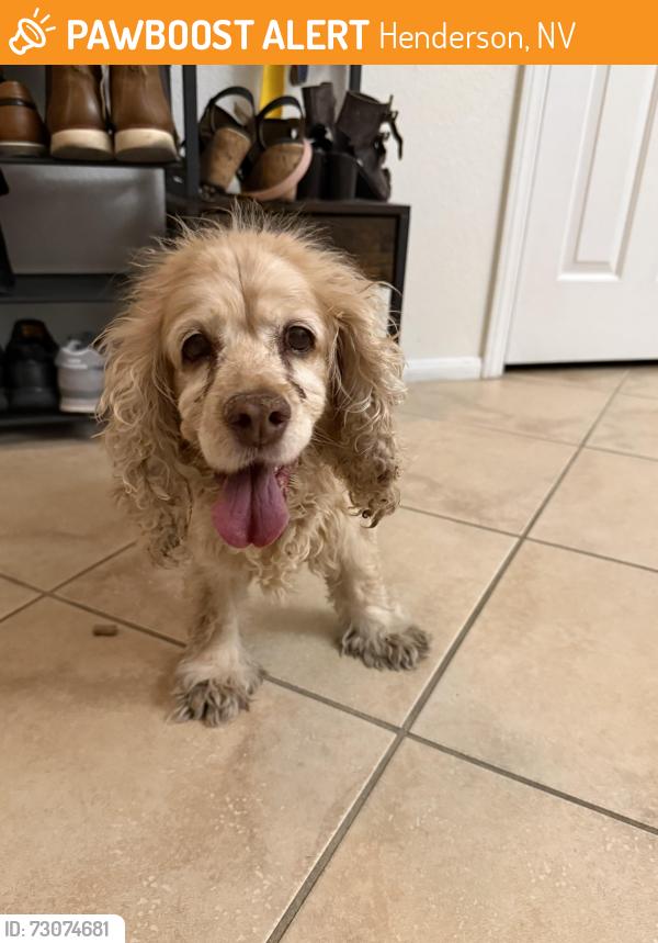 Found/Stray Female Dog last seen Auchmull st in the Calgary community, Henderson, NV 89044