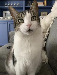 Lost Male Cat last seen Center ave. And Meadowvale Ct. Martinez ca, Martinez, CA 94553