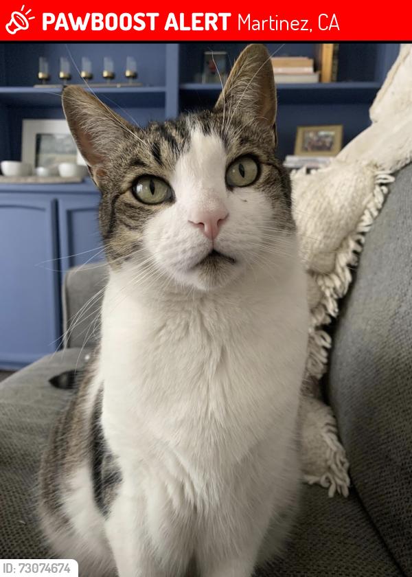 Lost Male Cat last seen Center ave. And Meadowvale Ct. Martinez ca, Martinez, CA 94553