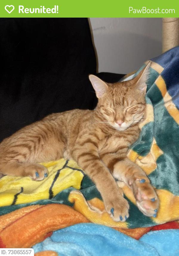 Reunited Female Cat last seen Monterey and Rancho Dr, San Jose, CA 95111