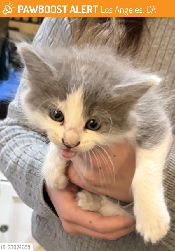 Found/Stray Unknown Cat last seen Sunset Blvd and Bristol, Los Angeles, CA 90049