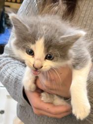 Found/Stray Unknown Cat last seen Sunset Blvd and Bristol, Los Angeles, CA 90049