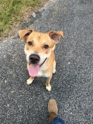 Found/Stray Male Dog last seen Rogers Cutoff, Bartow County, GA 30161