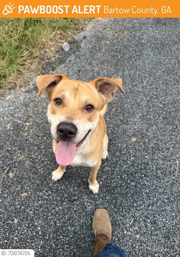 Found/Stray Male Dog last seen Rogers Cutoff, Bartow County, GA 30161