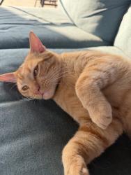Found/Stray Male Cat last seen Rendon crowley, Burleson, TX 76028