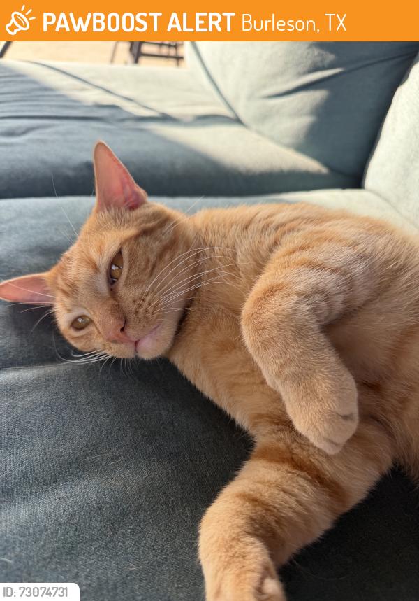 Found/Stray Male Cat last seen Rendon crowley, Burleson, TX 76028