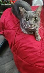 Reunited Female Cat last seen church rd, Dundalk, MD 21222