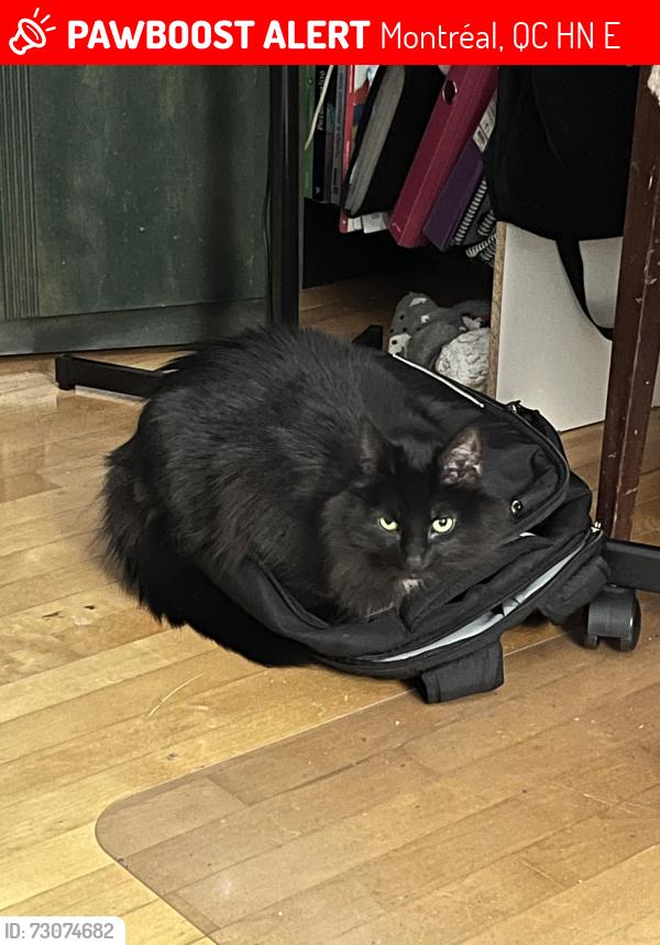 Lost Male Cat last seen Near avenue de l’épée, Montréal, QC H3N 2E8