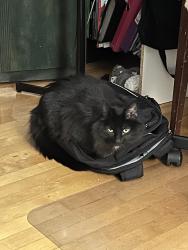 Lost Male Cat last seen Near avenue de l’épée, Montréal, QC H3N 2E8