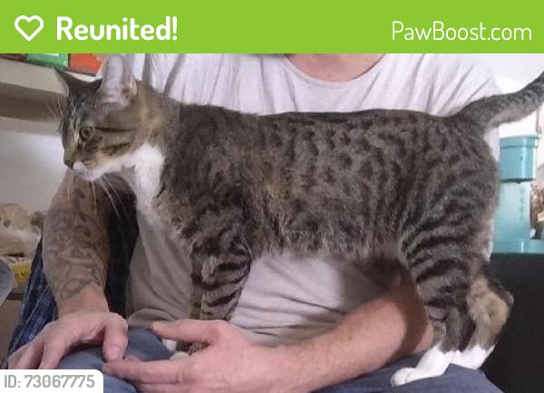 Reunited Male Cat last seen Chablis Drive, Liberty Township, OH 45011