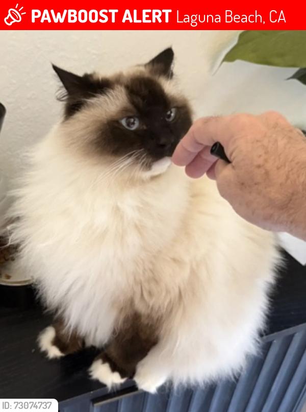 Lost Female Cat last seen Balboa and Cortez, Laguna Beach, CA 92651