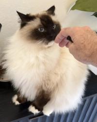 Lost Female Cat last seen Balboa and Cortez, Laguna Beach, CA 92651
