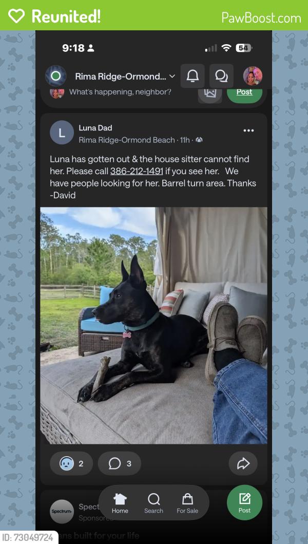 Reunited Female Dog last seen Barrel Turn & Rodeo Rd, Country Acres, FL 32174, USA, Country Acres, FL 32174