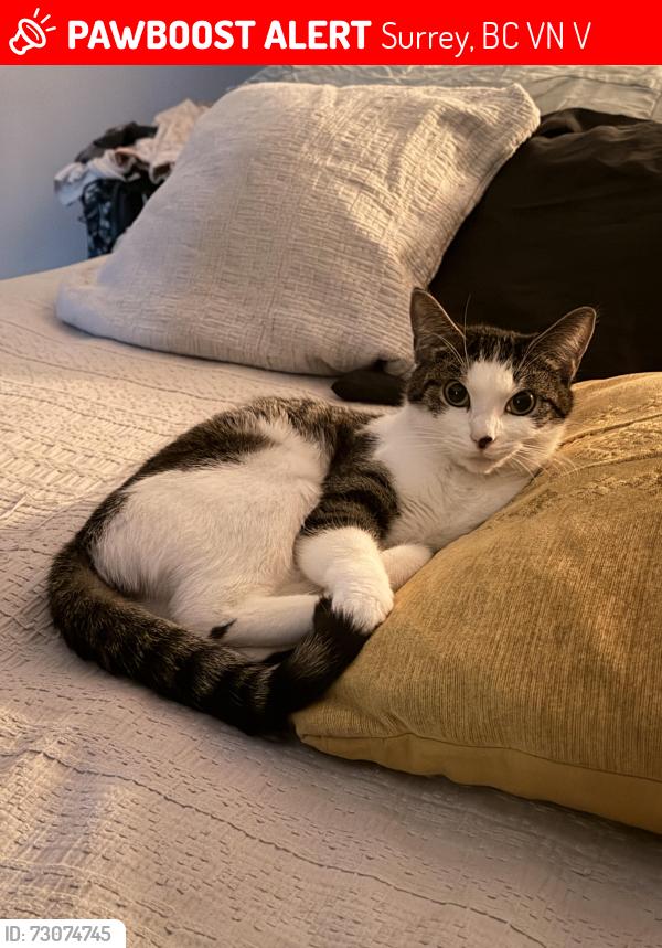 Lost Female Cat last seen North surrey secondary school , Surrey, BC V4N 2V1