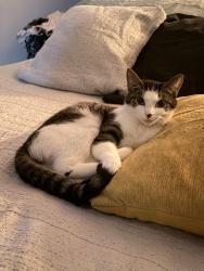 Lost Female Cat last seen North surrey secondary school , Surrey, BC V4N 2V1